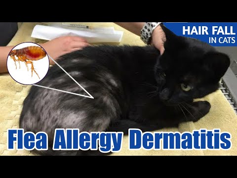 वीडियो: बिल्लियों में बाल कूप ट्यूमर