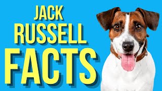 Jack Russell ( Top 10 Facts ) by Dog Breeds FAQ Channel 912 views 2 years ago 5 minutes, 47 seconds