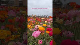 The Flower Fields in Carlsbad, California 🌼