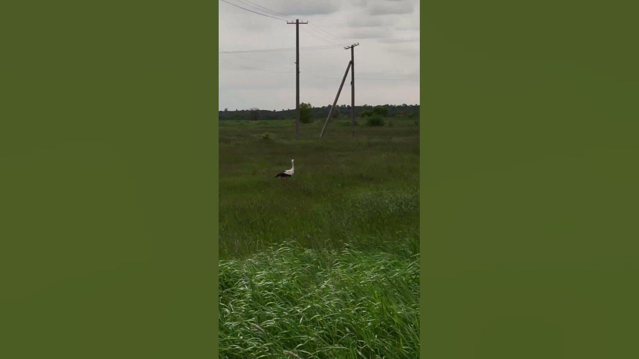 Україна, лелека, природа - YouTube