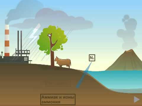 Круговорот азота в природе