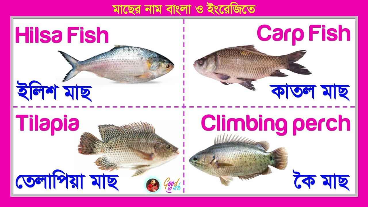 Fish Name & pictures I ছবি সহ বিভিন্ন মাছের নাম I Fishes name in ...