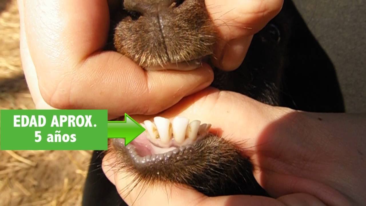 Cronometria dentaria en bovinos y caprinos youtube