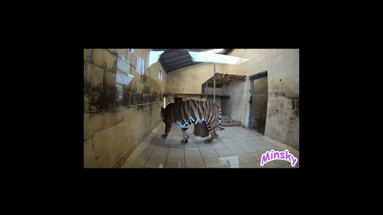 Meet Zoo Animals with Minsky! 🐯🐻 Learn About Tigers & Bears 