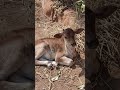 editing short wallpaper video dangerous#shortvideo #viral 🙏👍🇮🇳🌹🌍🌝💐🎋🚂 TRian😘
