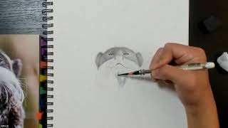 Learn How To Sketch A Wild Animal - Bearded Emperor Tamarin