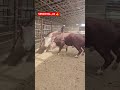 SEMENTALUZ#chorva#tiktok#instagram#farm#farming#cow#bull#ferma#geremfort#angus#avlikol#semental#buqa