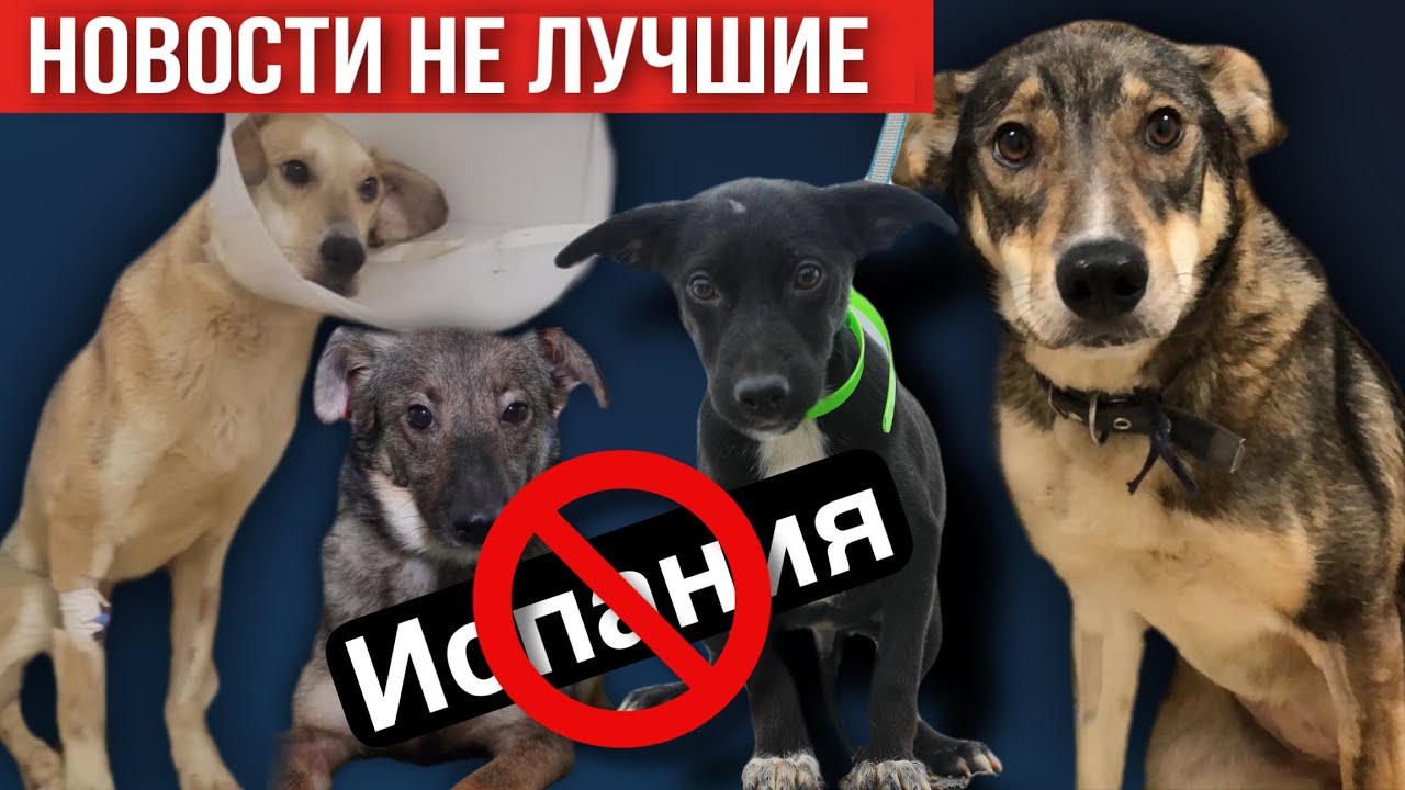 Зоомама канал на дзене