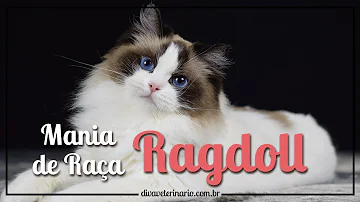 Jaká je srst ragdollů?