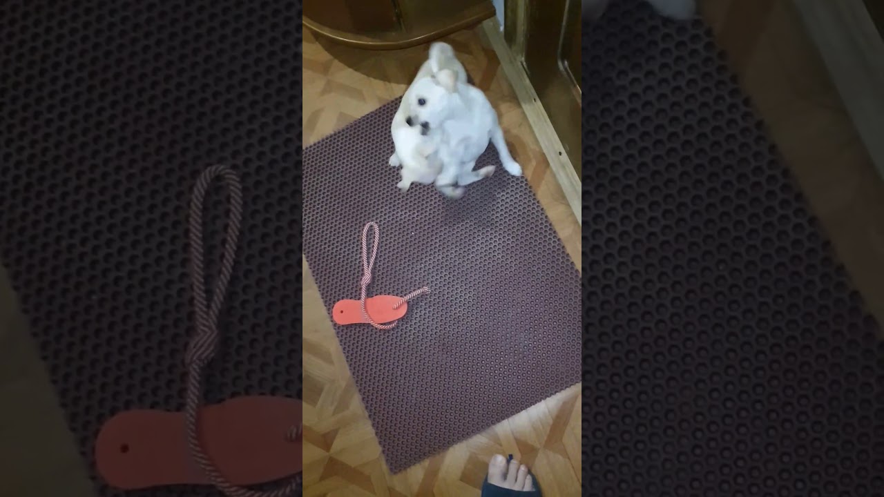 Angry Chihuahuas Fight Club (ACFC)  Fight Night №16