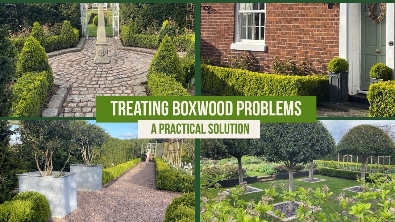 Is it the end for your Boxwoods? -it doesn’t have to be!