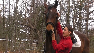 How to put on and adjust the Ultimate Bitless Bridle