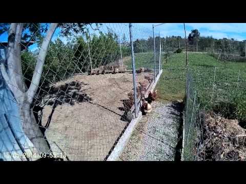 Βίντεο: Ημέρα κουράς στο αγρόκτημα για το Alpacas