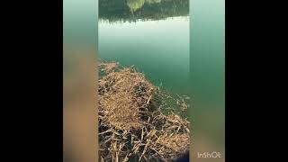 サイトマスター　タレックス　イーズグリーン見え方