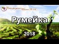 Румейка урожая 2018 года