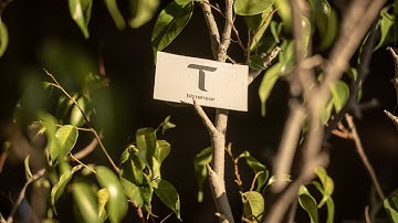 Bittensor & $TAO: Unleashing the Power of Collective Intelligence