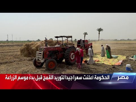 أزمة القمح فجوة تسعيرية بين المحلي والمستورد في مصر