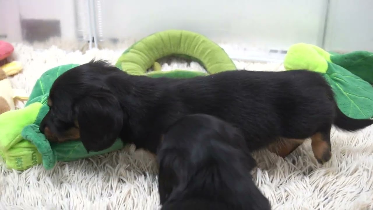 ミニチュアダックスフンド12月25日生まれブラックタン女の子① - YouTube