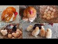 Put eggs of fancy hen under the aseel hen