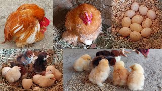 Put eggs of fancy hen under the Aseel hen