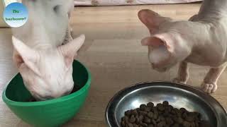 Smeagol ve Misafirimiz Çilek Mama Yiyor - Donskoy Sfenks Kedisi