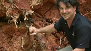 Full Avoiding Storm Damage Via Advance Tree Inspection News