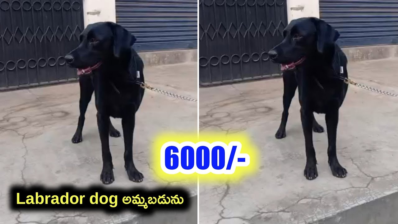 Good quality Labrador dog for sale in telugu/9849756089 /aj pets 