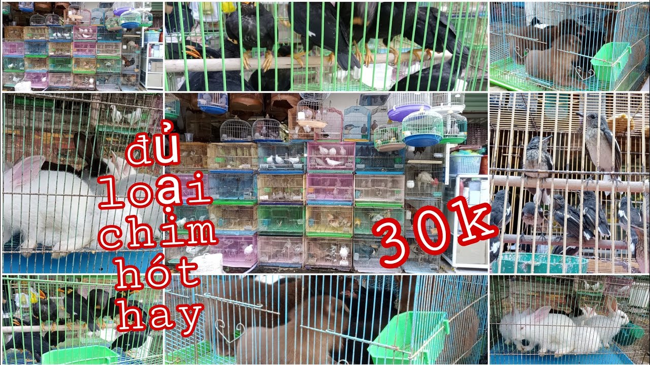 Tiệm chim lớn nhất vĩnh long với nhiều loại chim hót siêu hay/UCMT#151