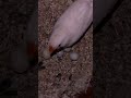 Finches layed 4 eggs😍