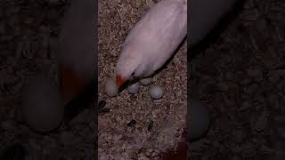 Finches layed 4 eggs😍