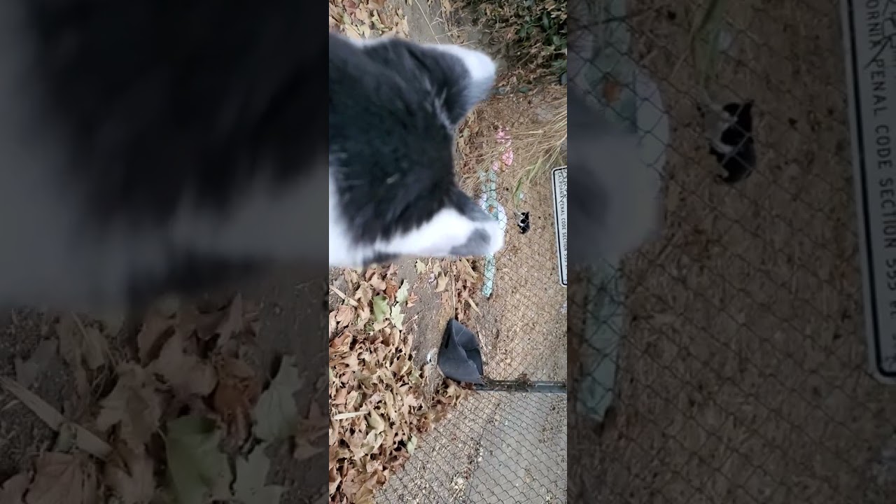 My cat adores this one particular cat named Tuxi.  