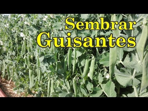 Video: Información sobre guisantes de perdiz: aprenda sobre las plantas de guisantes de perdiz en el jardín