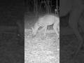 Live TV Footage That Shows Something Not Human