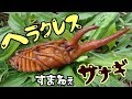 【クワガタ カブトムシ生活】 ヘラクレス 悪いがちょっと… カブトムシ飼育【stag beetle】