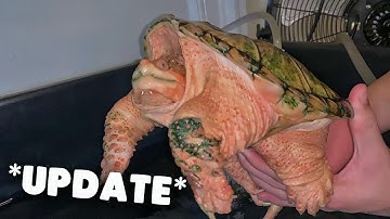 RARE SUPER HYPO SNAPPING TURTLE *UPDATE*