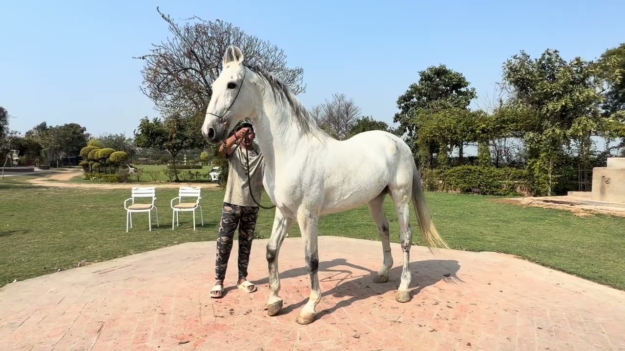 horse farm a busy day at long riders ranch house of marwari horses