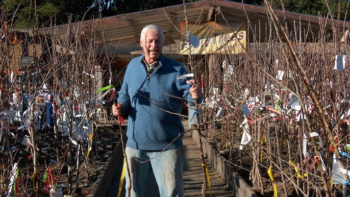 How to Grow Fruit Trees in Containers! — CONNIE AND LUNA