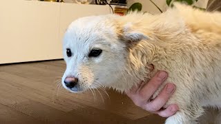 Korean Rescue Dog's First Bath! | Jindo dog vlog