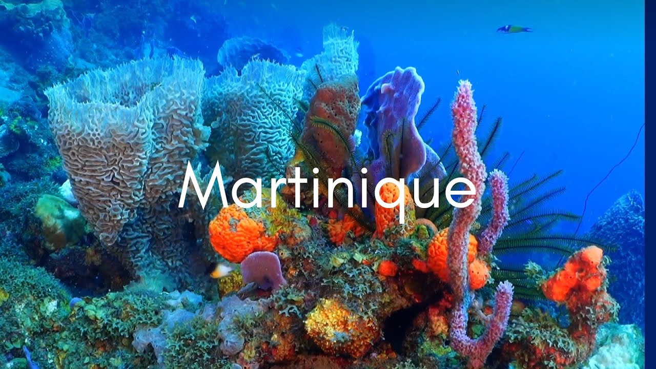Martinique - Plongée dans la réserve Albert Falco - Saint Pierre