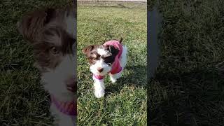 Puppy training  Name recognition (ft. LUNA)