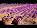 How its made saffron  saffron agriculture process step by step and saffron factory processing