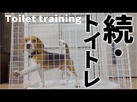 生後4ヶ月のビーグルの子犬、トイレを覚える!?途中経過編【トイトレ】