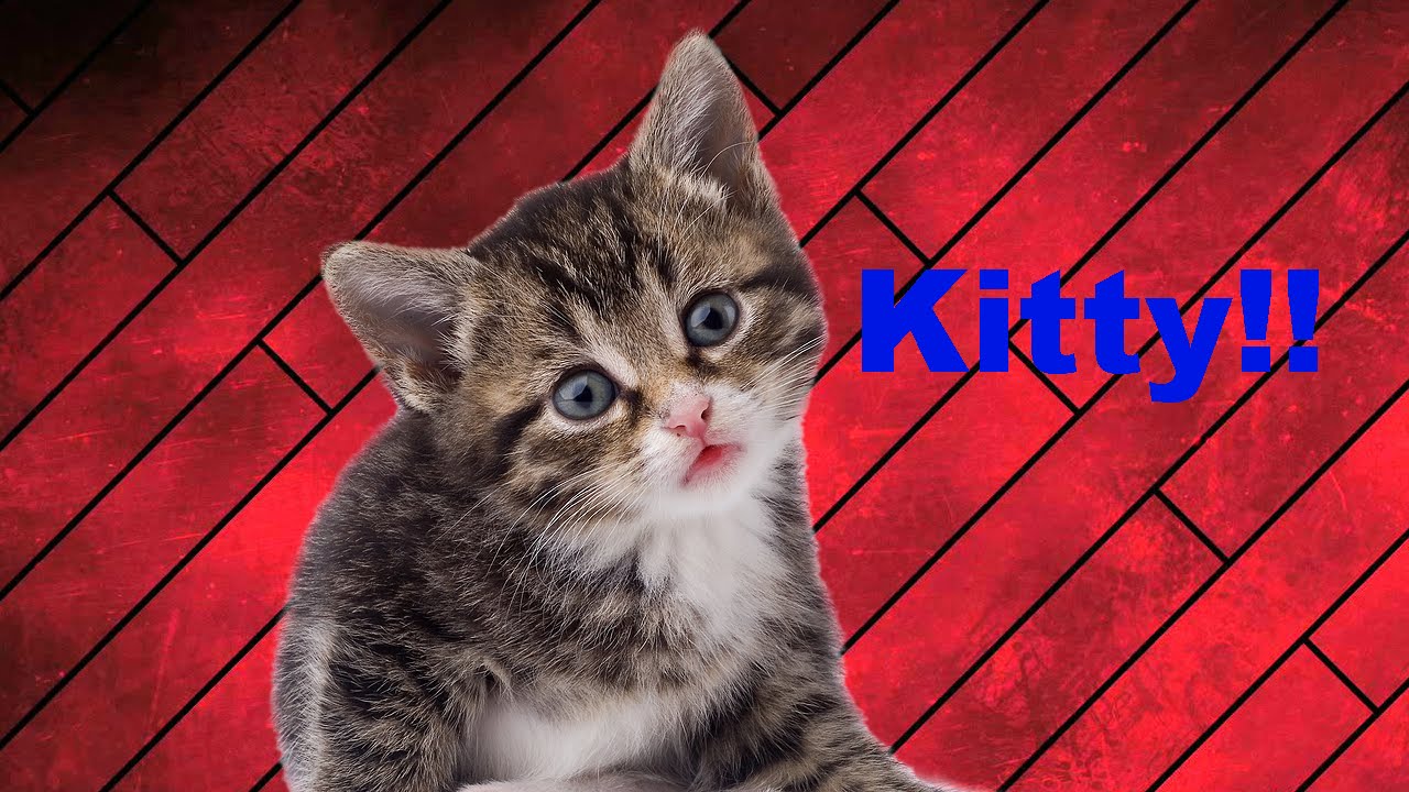 CAT RANT - YouTube