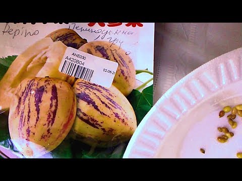 Сажаю ПЕПИНО, СПАРЖУ,