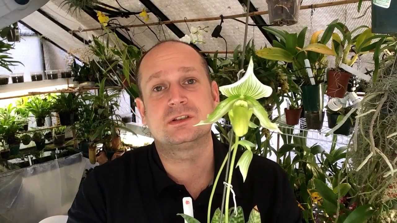 Orchid Care: Albino Slipper Orchid with 3 Spikes / Alba Maudiae