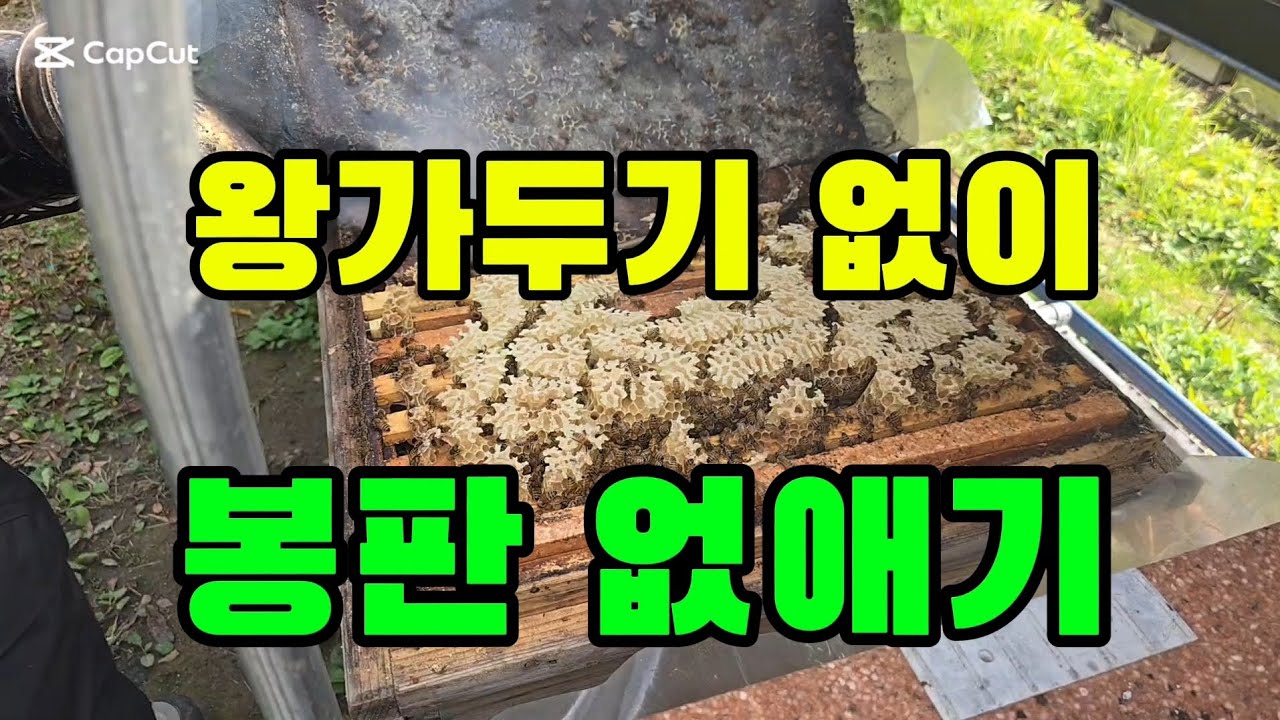 🌙🐝 월동 전 봉판 제거 & 응애 방제 완전 가이드 Removal and mite control before wintering