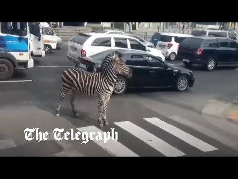 Zebra crossing! Escaped zoo animal roams the streets of Seoul