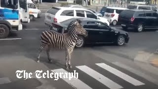video: Watch: Escaped zebra meets its match on streets of Seoul