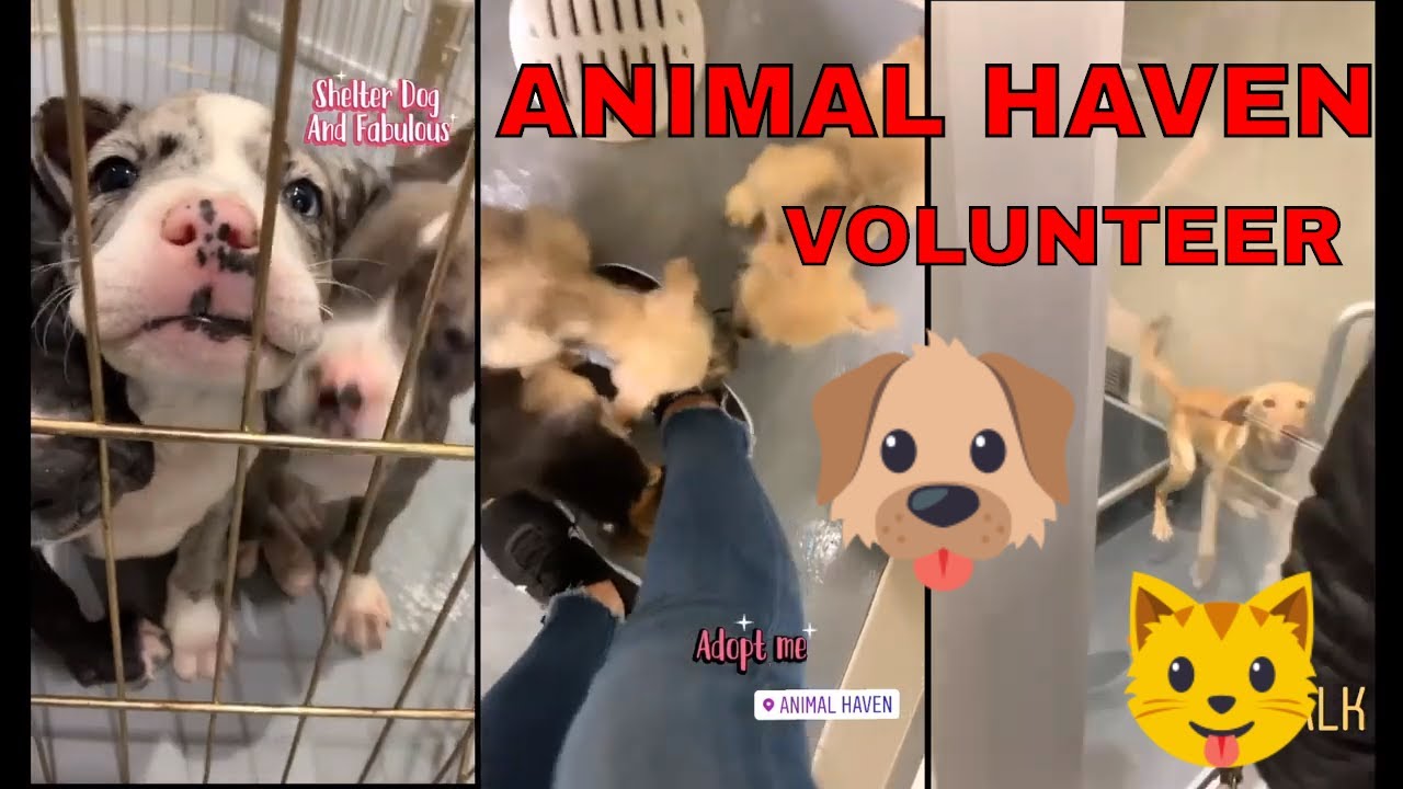 Voluntaria en un REFUGIO DE ANIMALES en NUEVA YORK ANIMAL HAVEN NEW