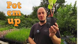 The hassle of keeping potted plants, but why bother?
